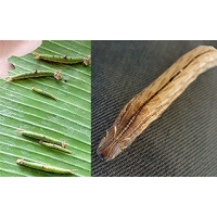 Owl Butterfly Caligo species 10 larvae Owl Butterfly Caligo species 10 larvae